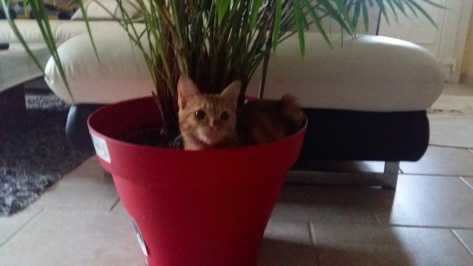 Noisette