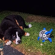 Apple a rejoint le concours — aidez-le/la à gagner de superbes lots ! animal, bernese_mountain_dog, black, brown, cute, dog, fur, grass, ground, looking_up, lying, night, outdoor, pet, play, soccer_ball, stones, tile, toy, white