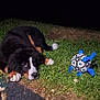 animal, bernese_mountain_dog, black, brown, cute, dog, fur, grass, ground, looking_up, lying, night, outdoor, pet, play, soccer_ball, stones, tile, toy, white