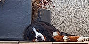 Apple a rejoint le concours — aidez-le/la à gagner de superbes lots ! animal, bernese_mountain_dog, black, brown, dog, dry_leaves, fur, lying_down, nose, outdoor, paw, pet, planter, relaxed, resting, sleepy, steps, tile, wall, white