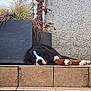 animal, bernese_mountain_dog, black, brown, dog, dry_leaves, fur, lying_down, nose, outdoor, paw, pet, planter, relaxed, resting, sleepy, steps, tile, wall, white