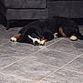 Apple participe au concours pour gagner de l'argent avec cette photo : animal, bernese_mountain_dog, black_dog, brown_markings, canine, companion, couch, cozy, dog, floor, furniture, home, indoor, laying_down, pet, relaxed, resting, sleeping, tile_floor, white_paws