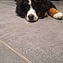 Apple participe au concours pour gagner de l'argent avec cette photo : animal, bernese_mountain_dog, black_fur, brown_fur, canine, cute, dog, ears, floor, fur, indoor, lying_down, nose, paw, pet, puppy, resting, tile_floor, white_fur, young_dog