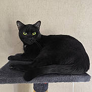 Princesse participe au concours pour gagner de l'argent avec cette photo : black_cat, cat, feline, pet, animal, green_eyes, fur, whiskers, ears, tail, resting, indoor, platform, soft_texture, looking, alert, quiet, calm, domestic_cat, close_up