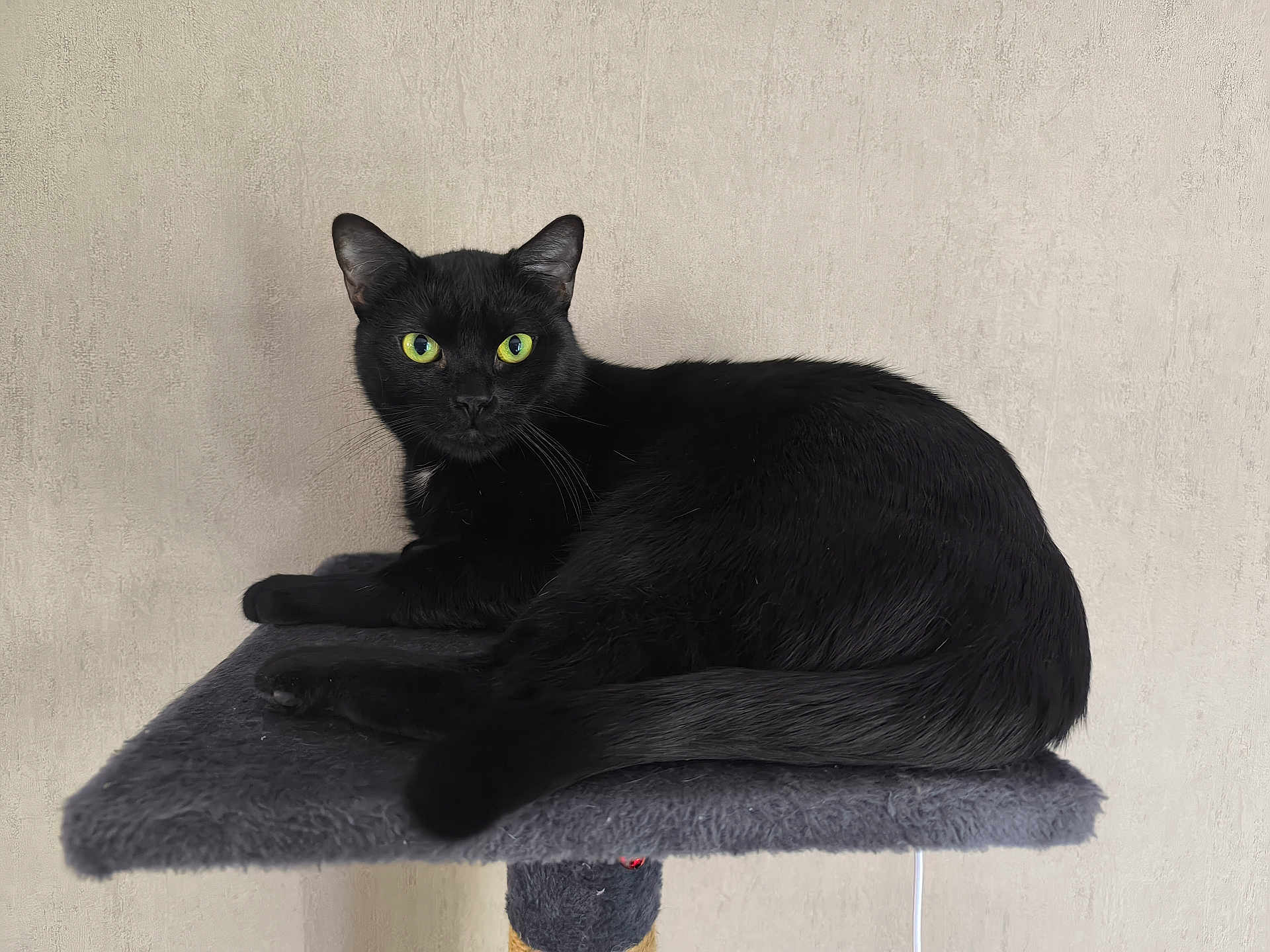 Princesse participe au concours pour gagner de l'argent avec cette photo : black_cat, cat, feline, pet, animal, green_eyes, fur, whiskers, ears, tail, resting, indoor, platform, soft_texture, looking, alert, quiet, calm, domestic_cat, close_up