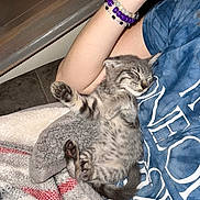 Dash is registered to the contest to win money with this photo: kitten, sleeping, gray_tabby, person, arm, blue_shirt, blanket, cozy, paw, nap, indoor, striped, fur, cute, resting, pet, young_cat, relaxed, soft_texture, human