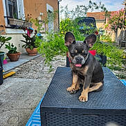 Yoo Ming participe au concours pour gagner de l'argent avec cette photo : animal, bulldog, canine, cookware, dog, flower, frenchbulldog, herbal, herbs, indoors, interiordesign, jar, outdoors, pet, plant, planter, pottedplant, pottery, soil, vase