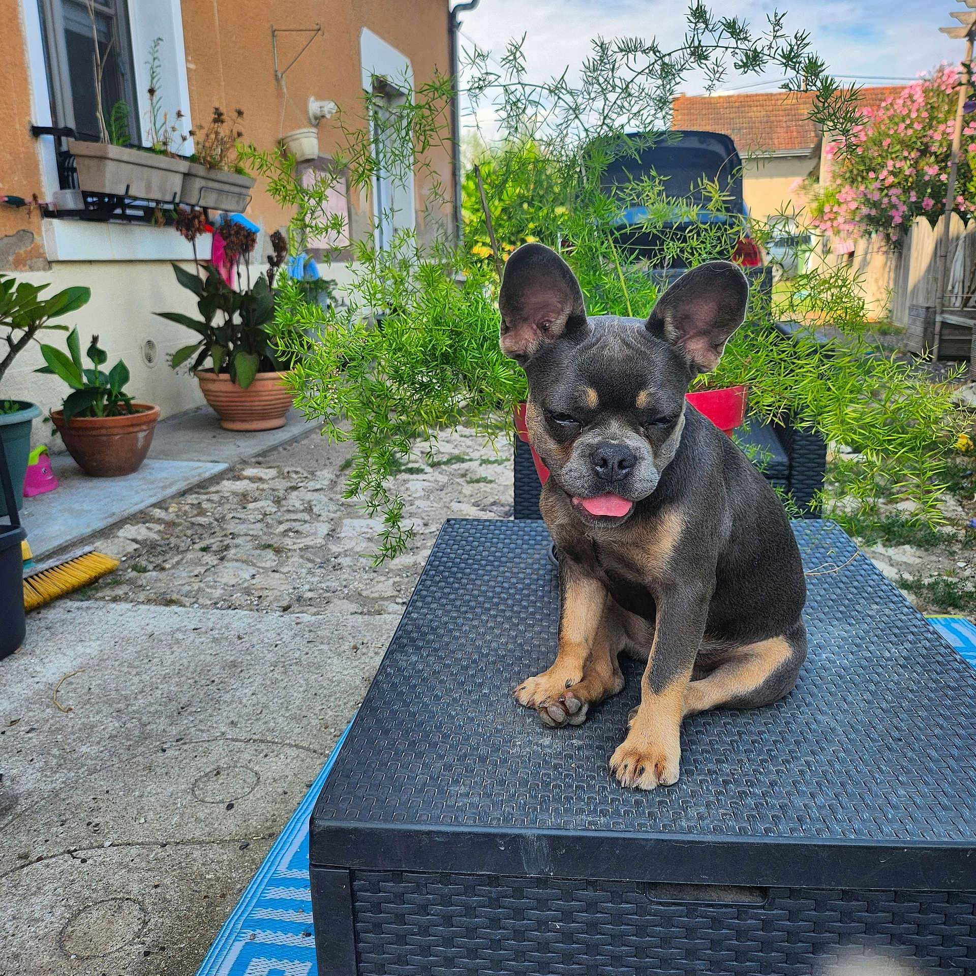 Yoo Ming participe au concours pour gagner de l'argent avec cette photo : animal, bulldog, canine, cookware, dog, flower, frenchbulldog, herbal, herbs, indoors, interiordesign, jar, outdoors, pet, plant, planter, pottedplant, pottery, soil, vase