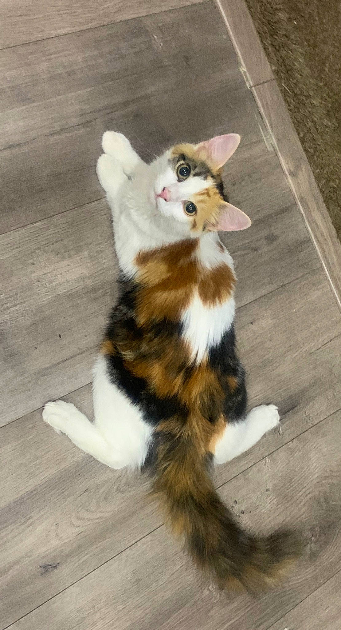 Caramel is registered to the contest to win money with this photo: art, canidae, carnivore, cat, claw, companion_dog, dog_breed, fawn, felidae, flooring, fur, hardwood, paw, small_to_medium_sized_cats, sporting_group, tail, terrestrial_animal, whiskers, wood