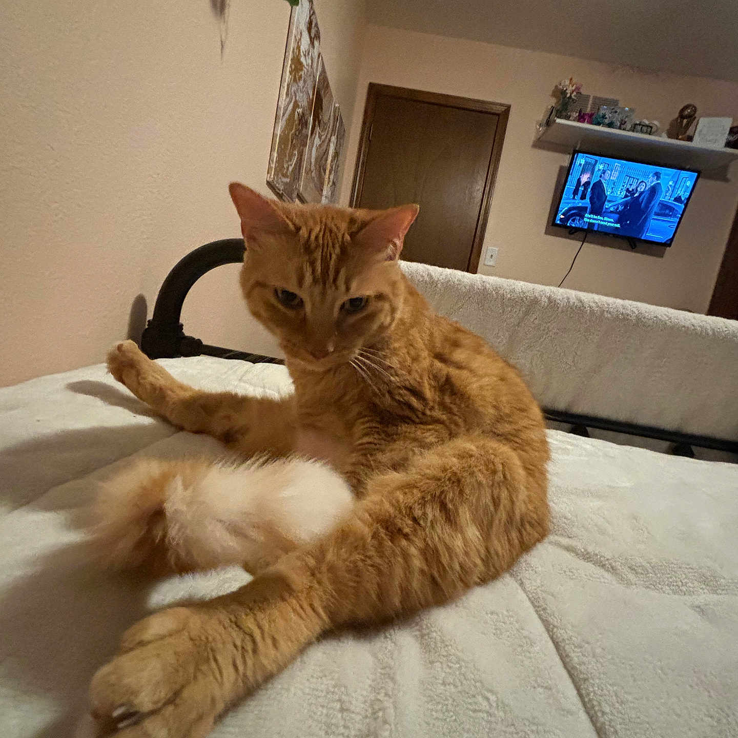 Ginger joined the competition — help win amazing prizes! animal, architecture, building, cat, computerhardware, couch, electronics, furniture, hardware, indoors, interiordesign, kitten, livingroom, monitor, pet, plant, pottedplant, room, screen, tv