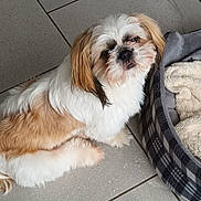 Alix participe au concours pour gagner de l'argent avec cette photo : animal, bed, blanket, brown, companion, cozy, curious, cute, dog, domestic, floor, fur, indoor, looking_up, pet, plaid, sitting, small_dog, tile, white
