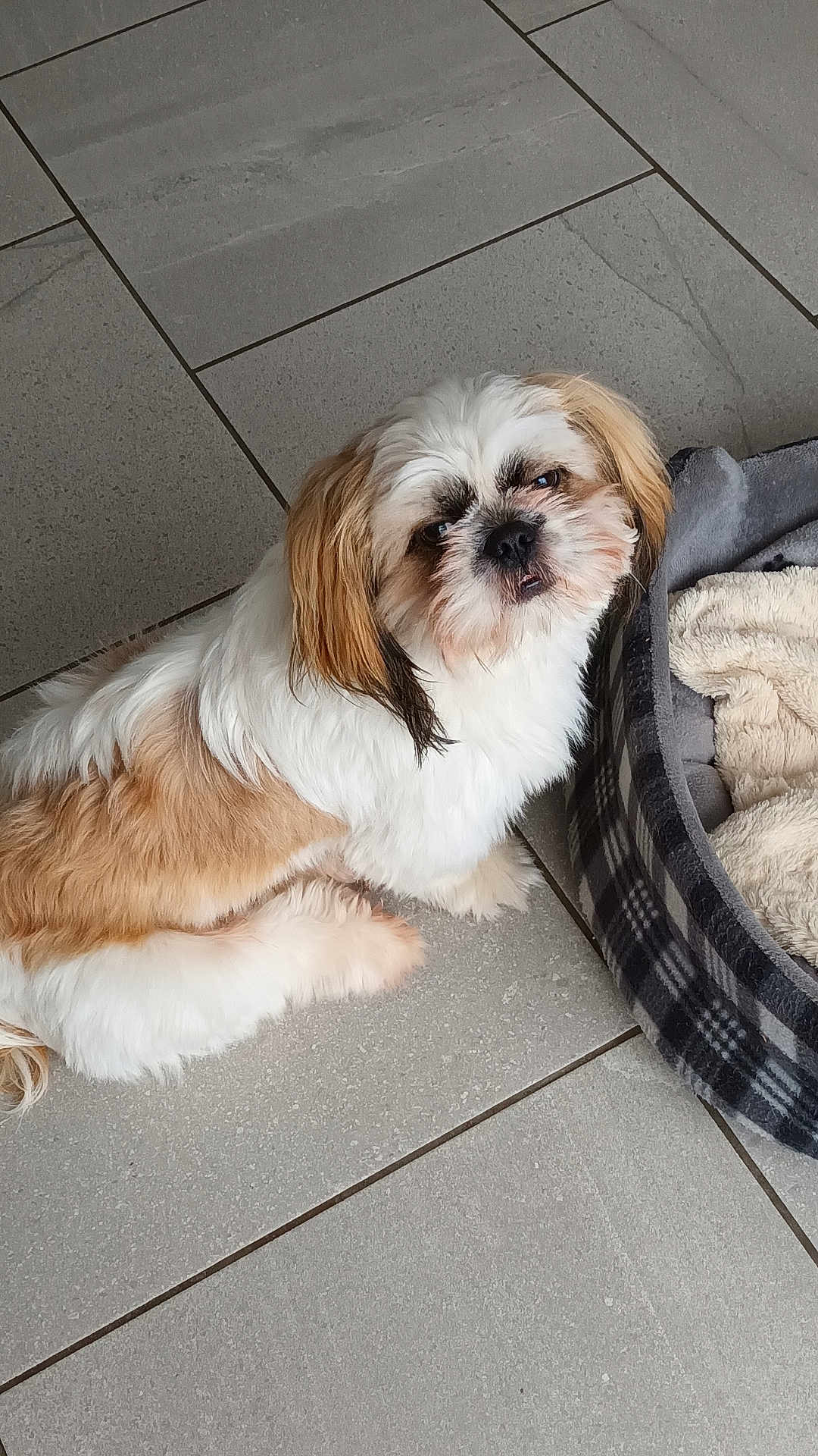 Alix participe au concours pour gagner de l'argent avec cette photo : animal, bed, blanket, brown, companion, cozy, curious, cute, dog, domestic, floor, fur, indoor, looking_up, pet, plaid, sitting, small_dog, tile, white