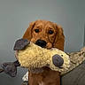 Miso joined the competition — help win amazing prizes! dog, puppy, golden_brown, stuffed_animal, toy, chewing, holding_toy, portrait, indoor, couch, home, pet, brown_fur, floppy_ears, black_nose, wide_eyes, collar, harness, cozy, cute