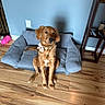 Miso joined the competition — help win amazing prizes! dog, puppy, golden_retriever, pet, animal, sitting, portrait, indoors, armchair, dog_bed, gray_furniture, wooden_floor, blue_wall, collar, bow, pink_toy, shelf, home, cute, photography