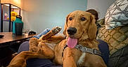 Miso joined the competition — help win amazing prizes! dog, golden_dog, pet, animal, indoors, living_room, couch, person, lap, paw, tongue, panting, harness, golden_fur, sitting, lying_down, cozy, lamp, pillows, portrait