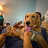 dog, golden_dog, pet, animal, indoors, living_room, couch, person, lap, paw, tongue, panting, harness, golden_fur, sitting, lying_down, cozy, lamp, pillows, portrait