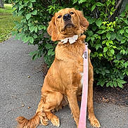 Miso is registered to the contest to win money with this photo: dog, golden_retriever, pet, animal, sitting, outdoors, garden, greenery, bushes, sidewalk, leash, pink_leash, bow_tie, collar, fluffy_fur, golden_fur, portrait, looking_at_camera, park, cute