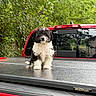 puppy, dog, black_and_white, fluffy, vehicle, truck, red, outdoor, nature, greenery, pet, young, sitting, cute, fur, tail, daylight, reflection, window, transport