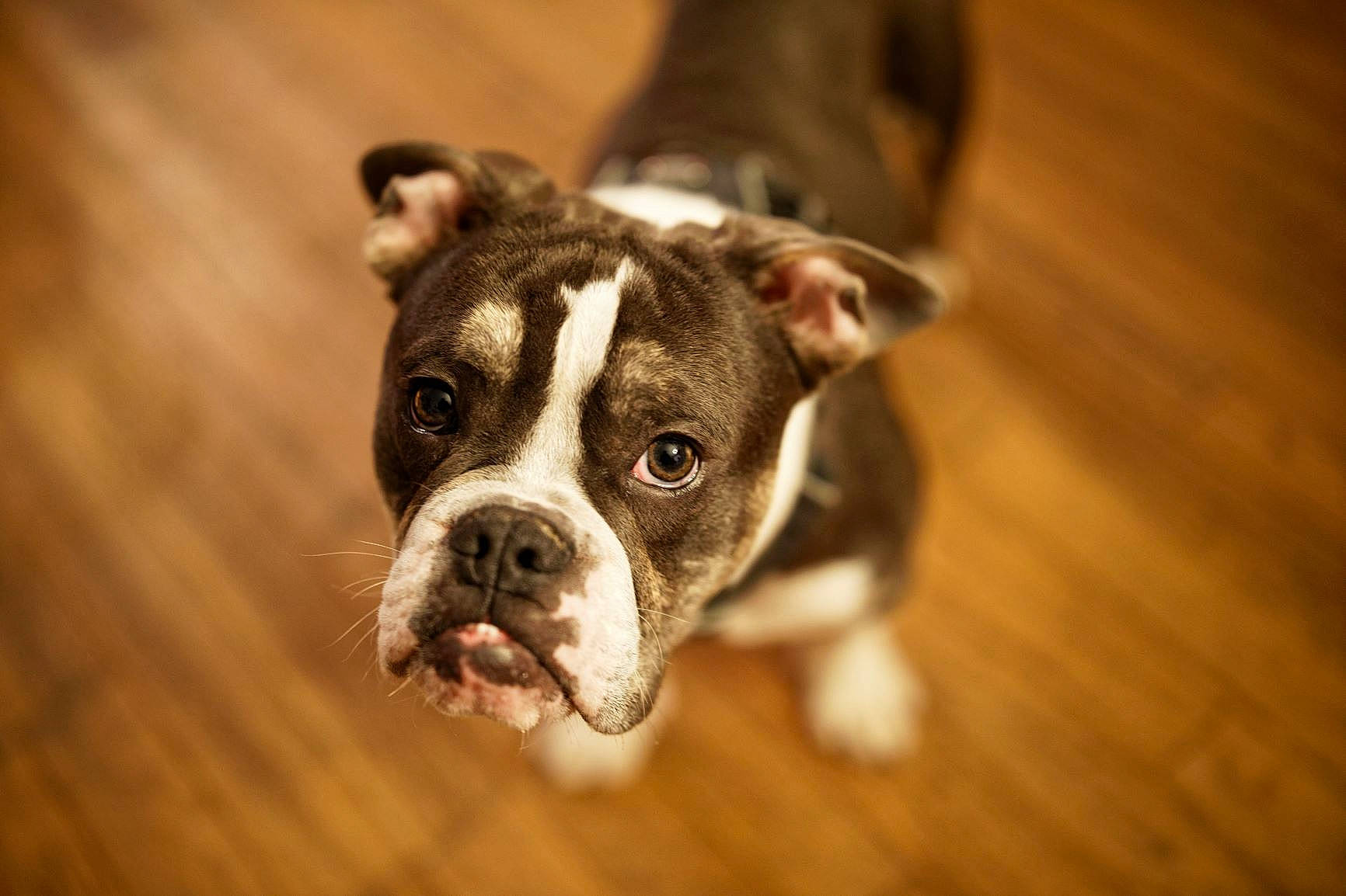 Piwi a rejoint le concours — aidez-le/la à gagner de superbes lots ! american_staffordshire_terrier, australian_bulldog, boston_terrier, canidae, carnivore, companion_dog, dog, dog_breed, fawn, mammal, non_sporting_group, nose, olde_english_bulldogge, puppy, rare_breed_dog, snout, toy_bulldog, valley_bulldog, vertebrate, whiskers