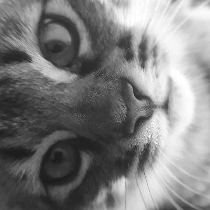 Salem a rejoint le concours — aidez-le/la à gagner de superbes lots ! big_cats, black_and_white, cat, cat_like_mammal, close_up, eye, face, fauna, fur, mammal, monochrome, monochrome_photography, nose, organ, photography, small_to_medium_sized_cats, snout, tabby_cat, whiskers, wildlife