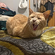 Nova is registered to the contest to win money with this photo: bed, bedroom, blanket, cat, clothing, cozy, domestic_cat, ears, feline, fur, ginger_cat, handbag, household_items, indoor, mouth_open, pet, portrait, sleepy, whiskers, yawning