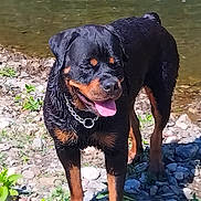 Tina a rejoint le concours — aidez-le/la à gagner de superbes lots ! dog, rottweiler, canine, outdoor, riverbank, rocks, water, sunlight, animal, pet, tongue_out, black_and_tan, collar, nature, summer, happy, standing, mammal, wet_fur, playful
