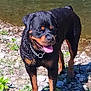 dog, rottweiler, canine, outdoor, riverbank, rocks, water, sunlight, animal, pet, tongue_out, black_and_tan, collar, nature, summer, happy, standing, mammal, wet_fur, playful
