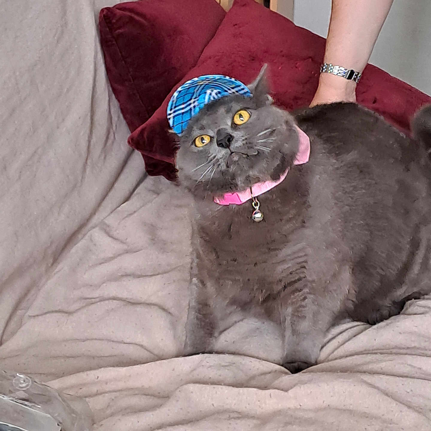 Tinette participe au concours pour gagner de l'argent avec cette photo : bell, blanket, blue_hat, cat, closeup, collar, cozy, cushion, domestic_animal, fluffy, furniture, gray_cat, hat, indoor, looking_up, person_arm, pet, pink_collar, red_cushion, yellow_eyes