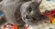 Kitty joined the competition — help win amazing prizes! animal, blanket, bookmark, cat, close_up, colorful, curious, cute, domestic_cat, fur, gray_cat, indoor, looking_up, patterned_blanket, pen, pet, pumpkin_pattern, relaxed, toy_truck_pattern, whiskers