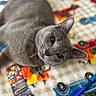 animal, blanket, bookmark, cat, close_up, colorful, curious, cute, domestic_cat, fur, gray_cat, indoor, looking_up, patterned_blanket, pen, pet, pumpkin_pattern, relaxed, toy_truck_pattern, whiskers