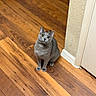 animal, cat, curious, domestic_animal, door, ears, eyes, feline, floor, flooring, gray_cat, home, indoor, looking_up, pet, sitting, texture, wall, whiskers, wooden_floor