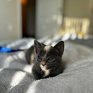 Kitty is registered to the contest to win money with this photo: animal, bed, blanket, cat, cozy, cute, ears, feline, fur, gray_cat, indoor, kitten, pet, portrait, resting, shadow, soft_light, sunlight, whiskers, young_animal