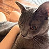 Kitty is registered to the contest to win money with this photo: animal, cat, close_up, ears, eyes, feline, fur, gray_cat, home, indoor, lap, legs, person, pet, relaxing, resting, soft_light, vertical_blinds, whiskers, wooden_floor