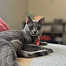animal, bed, blurred_background, cat, closeup, collar, cozy, domestic, feline, fur, gray_cat, indoor, looking, mammal, pet, relaxed, resting, soft_light, tag, whiskers