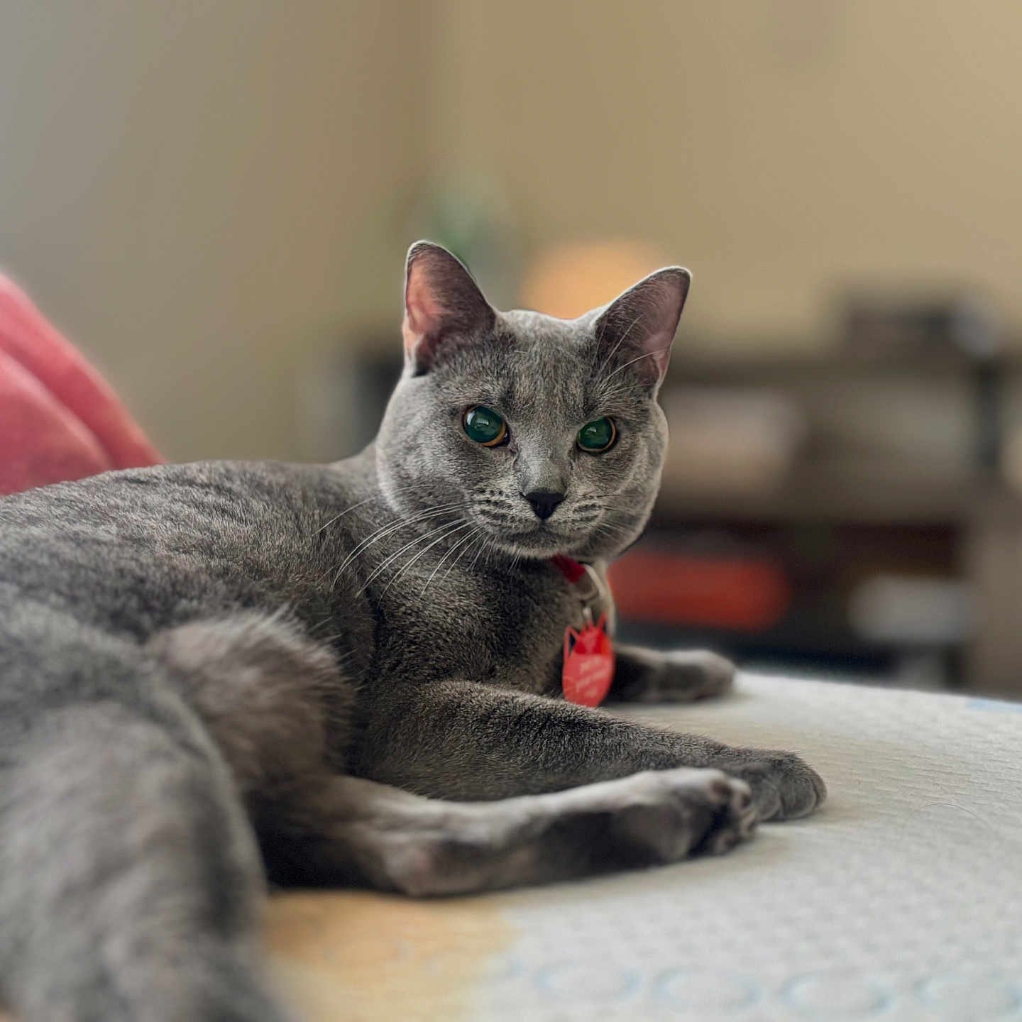 Kitty