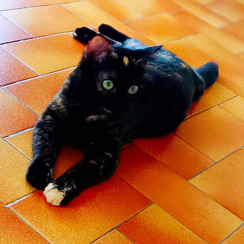 Kiara participe au concours pour gagner de l'argent avec cette photo : abyssinian, accessories, animal, blackcat, cat, flagstone, hardwood, indoors, interiordesign, kitten, manx, path, pattern, pet, plywood, slate, strap, tile, walkway, wood