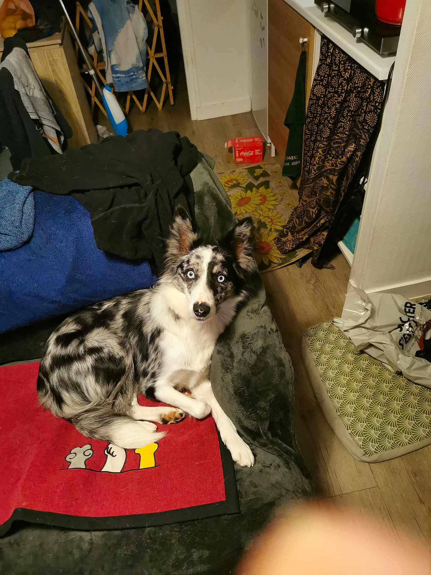 Ficelle participe au concours pour gagner de l'argent avec cette photo : dog, merle_coat, blue_eyes, pet, indoor, blanket, floor, rug, furniture, household_items, coat, wooden_floor, relaxed, laying_down, domestic, companion, animal, home, canine, curious