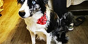 Ficelle a rejoint le concours — aidez-le/la à gagner de superbes lots ! animal, attentive, bandana, black_and_white, blue_eyes, canine, clothing, dog, domestic, ears_up, flooring, fur, furry, household, indoor, pet, portrait, shoe, sitting, wooden_floor