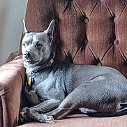 Arlo joined the competition — help win amazing prizes! dog, lounge, armchair, indoor, pet, gray_fur, collar, relaxed, tongue_out, vintage_furniture, cozy, natural_light, seated, portrait, canine, domestic_animal, furniture, resting, comfortable, household