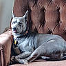 dog, lounge, armchair, indoor, pet, gray_fur, collar, relaxed, tongue_out, vintage_furniture, cozy, natural_light, seated, portrait, canine, domestic_animal, furniture, resting, comfortable, household