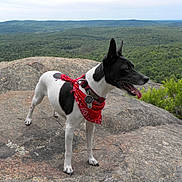 Tuco joined the competition — help win amazing prizes! dog, bandana, rock, outdoor, nature, forest, landscape, animal, pet, canine, tongue_out, alert, scenic, greenery, sky, hiking, adventure, wildlife, view, summer