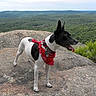dog, bandana, rock, outdoor, nature, forest, landscape, animal, pet, canine, tongue_out, alert, scenic, greenery, sky, hiking, adventure, wildlife, view, summer
