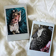 Lil Bit joined the competition — help win amazing prizes! animal, blanket, bunny_pattern, cat, cozy, curled_up, cute, fabric, gray_tabby, indoor, kitten, pet, photograph, pink_clothing, polaroid_photo, resting, sleeping, soft_texture, striped_cat, teal_background