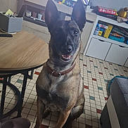 Sun participe au concours pour gagner de l'argent avec cette photo : dog, pet, indoor, living_room, floor, tile_floor, table, television, news, remote_control, sitting, brown_dog, collar, furniture, shelf, box, slipper, person_leg, cozy, smiling