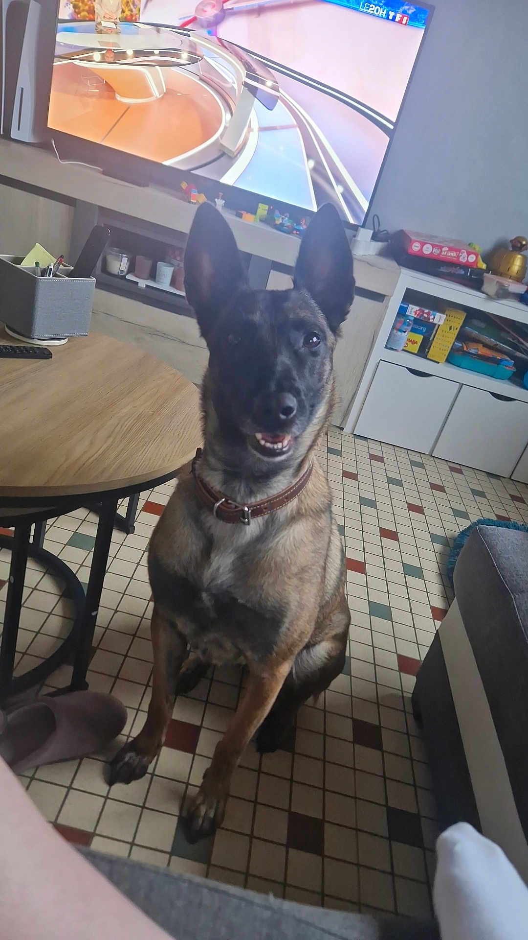 Sun participe au concours pour gagner de l'argent avec cette photo : dog, pet, indoor, living_room, floor, tile_floor, table, television, news, remote_control, sitting, brown_dog, collar, furniture, shelf, box, slipper, person_leg, cozy, smiling