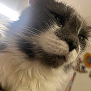 Monroe is registered to the contest to win money with this photo: cat, close_up, fluffy, grey, white, whiskers, indoor, pet, fur, face, animal, portrait, domestic_cat, soft_light, blurred_background, feline, household, looking_away, serious, cute