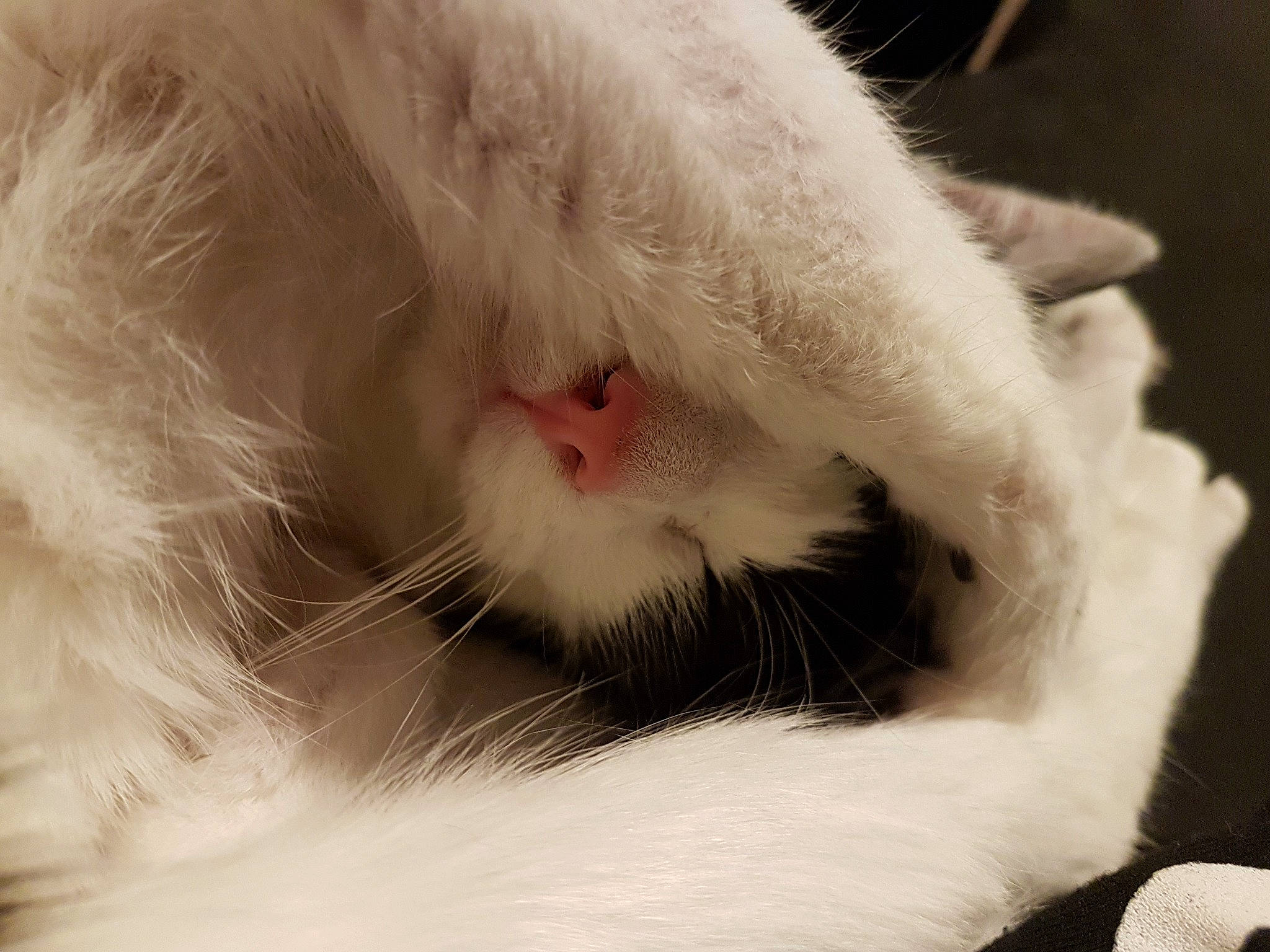 Mily a rejoint le concours — aidez-le/la à gagner de superbes lots ! carnivore, cat, claw, close_up, ear, felidae, fur, nose, paw, ragdoll, small_to_medium_sized_cats, snout, turkish_angora, whiskers