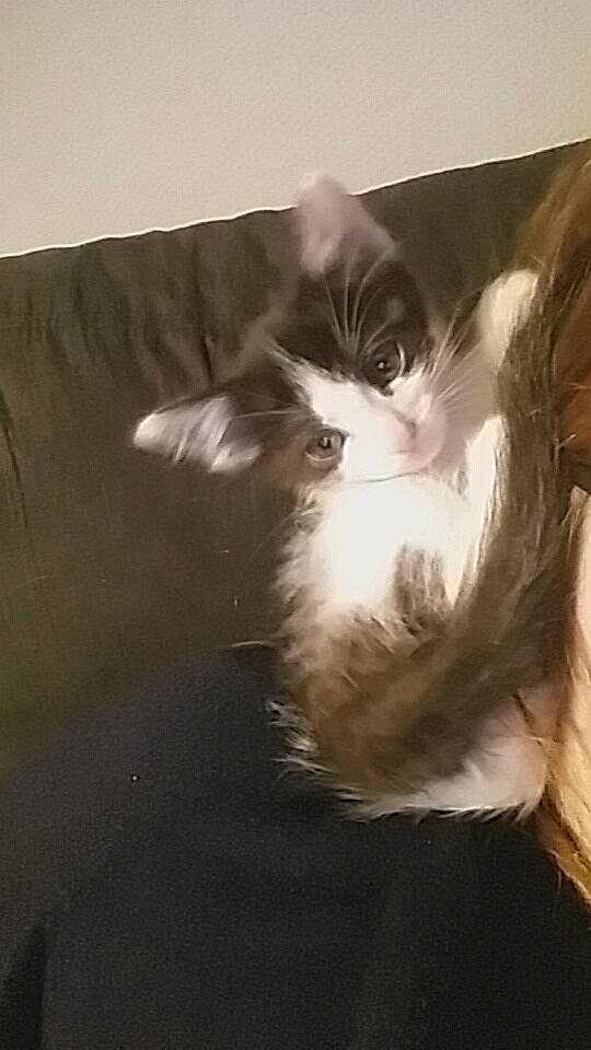 Mily a rejoint le concours — aidez-le/la à gagner de superbes lots ! carnivore, cat, ear, felidae, fur, kitten, long_hair, maine_coon, norwegian_forest_cat, small_to_medium_sized_cats, tail, whiskers