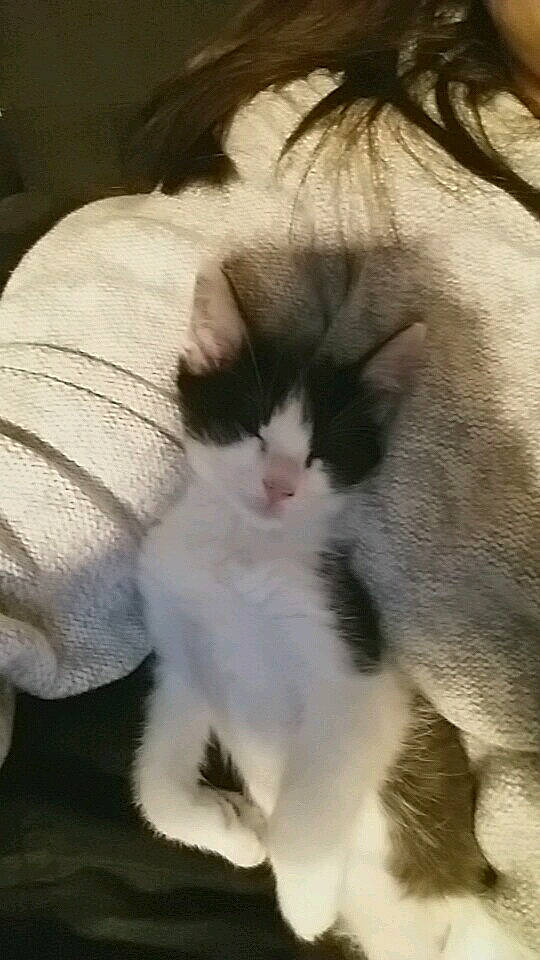 Mily a rejoint le concours — aidez-le/la à gagner de superbes lots ! american_curl, carnivore, cat, domestic_long_haired_cat, ear, felidae, fur, kitten, mammal, norwegian_forest_cat, nose, paw, small_to_medium_sized_cats, snout, tail, whiskers