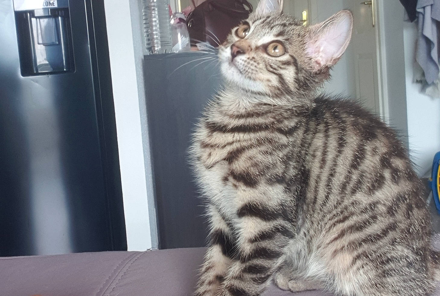 Zazou a rejoint le concours — aidez-le/la à gagner de superbes lots ! american_shorthair, asian, australian_mist, bengal, california_spangled, carnivore, cat, domestic_short_haired_cat, dragon_li, egyptian_mau, european_shorthair, felidae, kitten, mammal, ocicat, small_to_medium_sized_cats, tabby_cat, toyger, vertebrate, whiskers